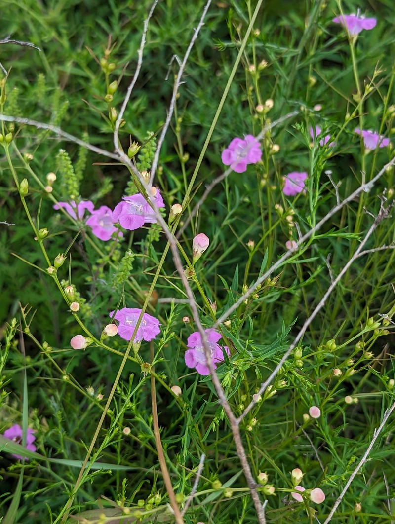 Agalinis purpurea var. purpurea photo 3