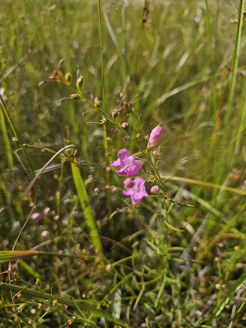 Agalinis purpurea var. purpurea photo 4