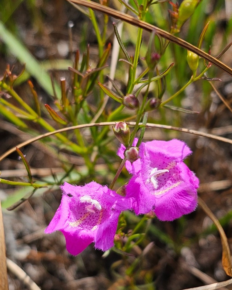 Agalinis purpurea var. purpurea photo 5