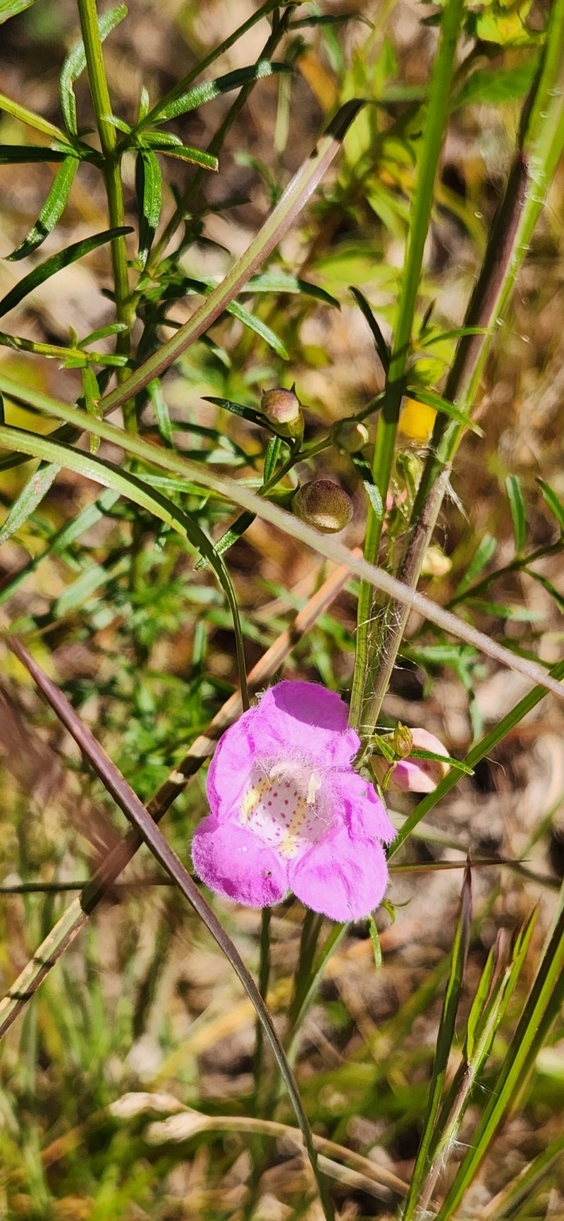 Agalinis purpurea var. purpurea photo 6