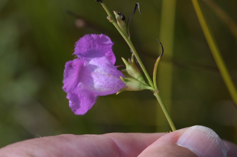 Agalinis purpurea var. purpurea photo 7