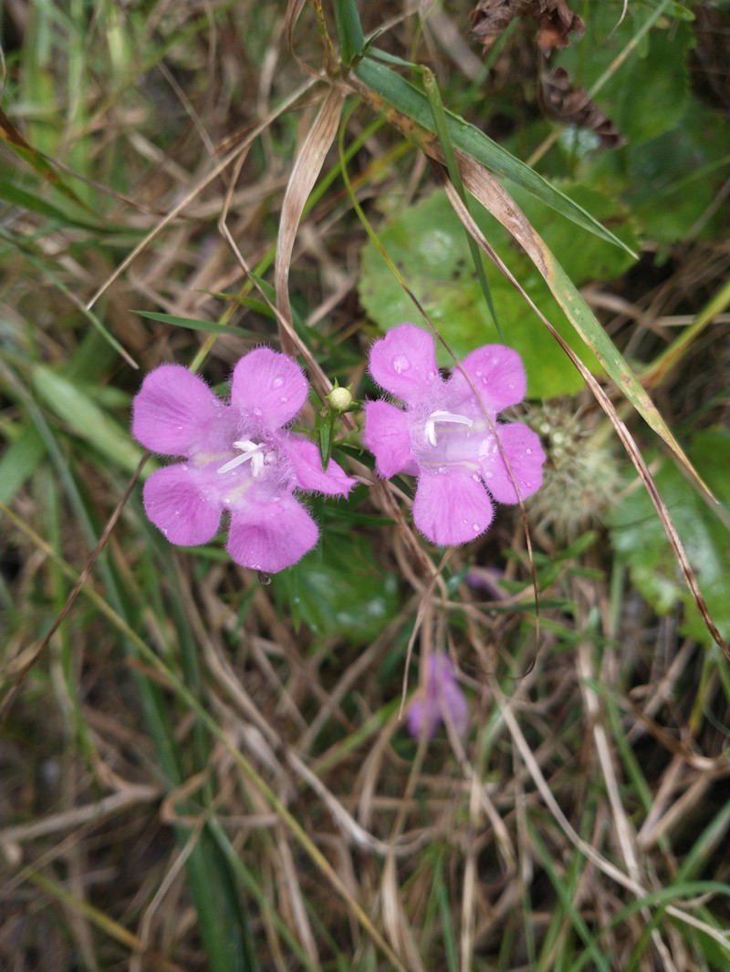 Agalinis purpurea var. purpurea photo 8