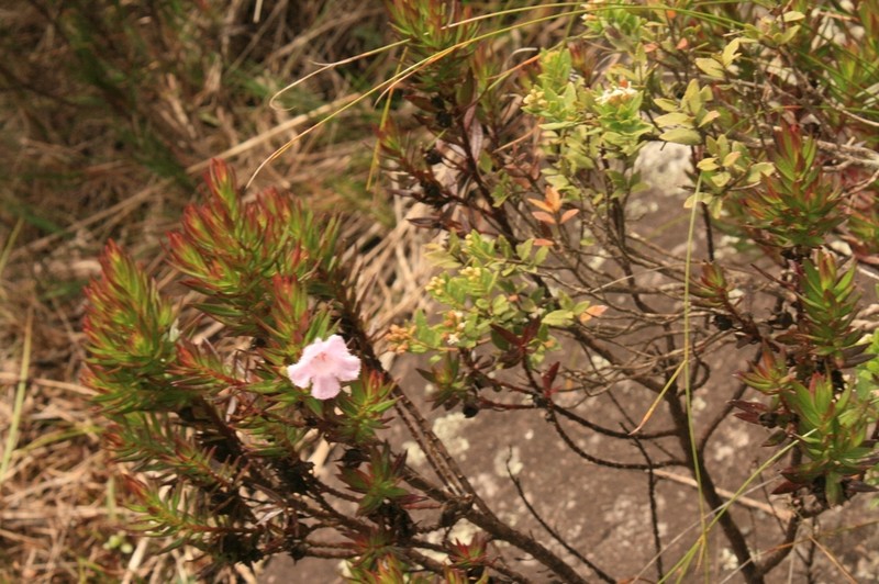 Agalinis ramosissima