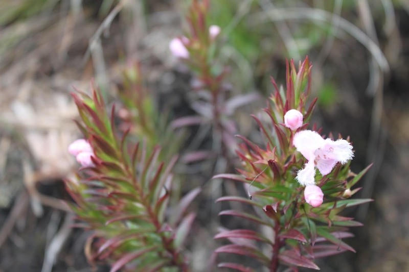 Agalinis ramosissima photo 2