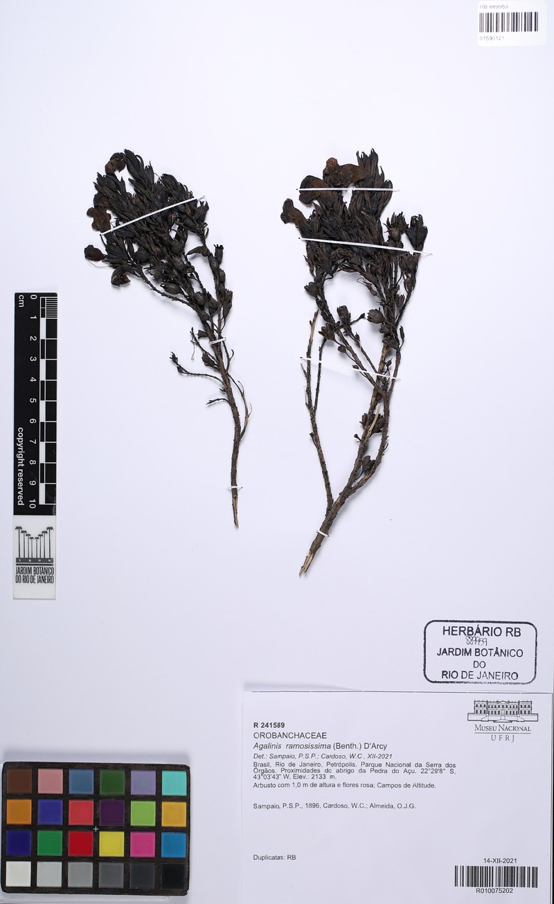 Agalinis ramosissima photo 3