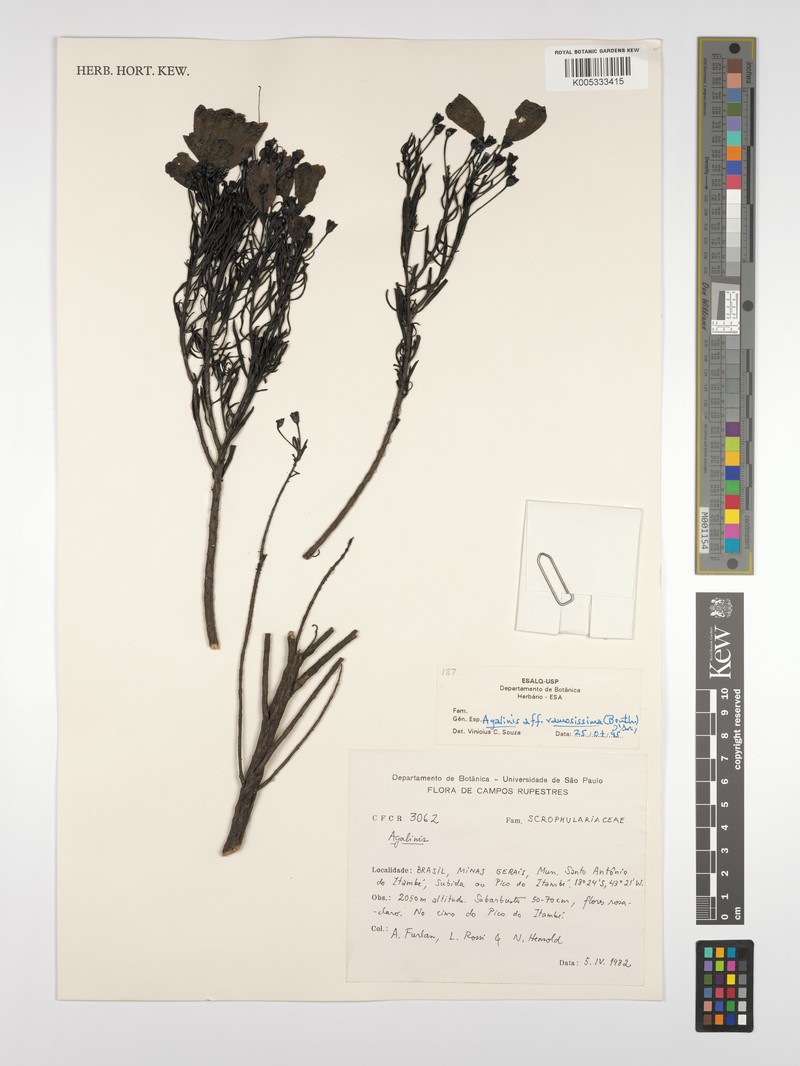 Agalinis ramosissima photo 4