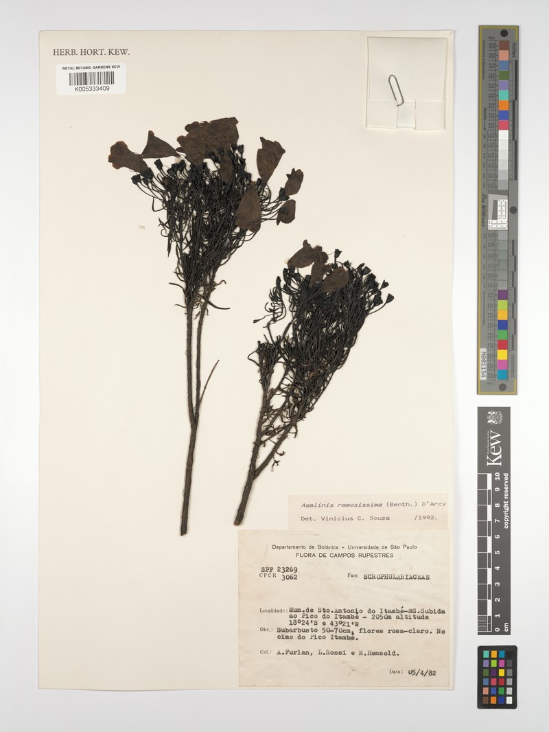 Agalinis ramosissima photo 5