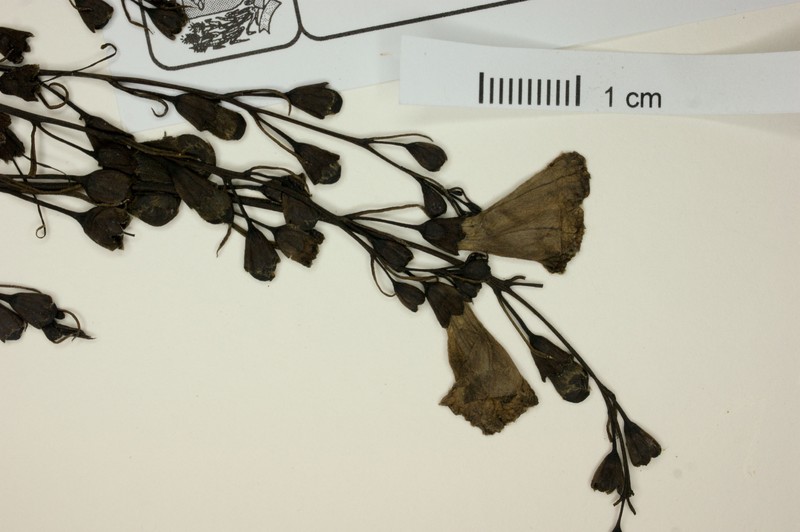 Agalinis ramulifera