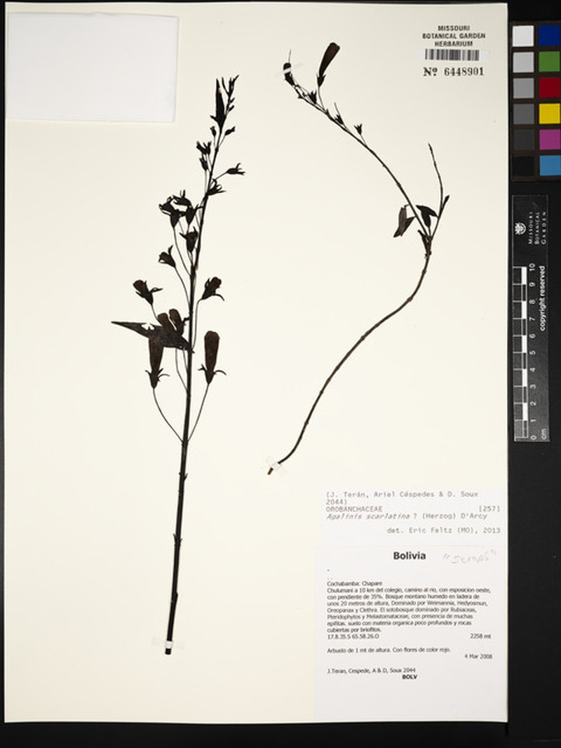 Agalinis scarlatina
