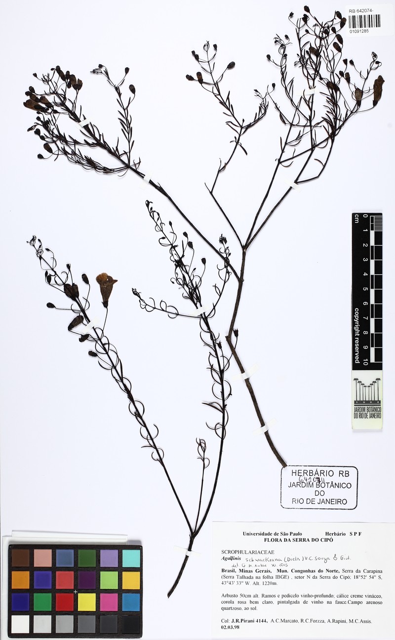 Agalinis schwackeana