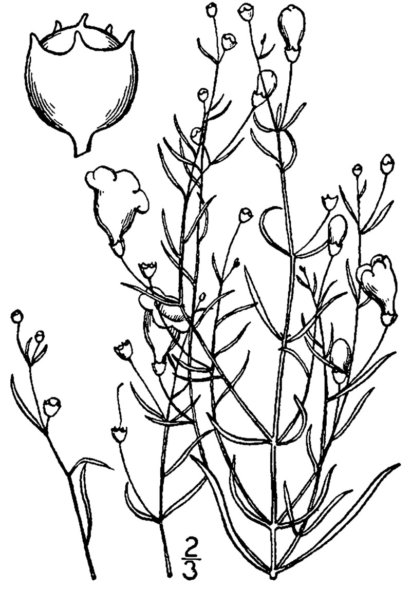 Threadleaf False Foxglove