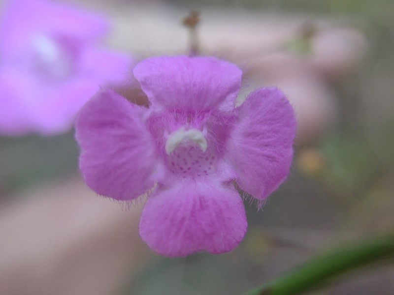 Threadleaf False Foxglove photo 3