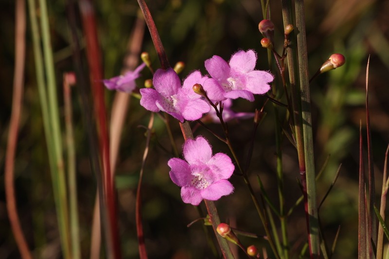 Threadleaf False Foxglove photo 4