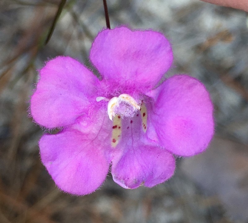 Threadleaf False Foxglove photo 5