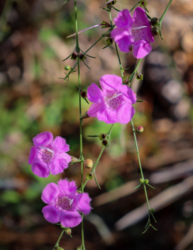 Threadleaf False Foxglove photo 6