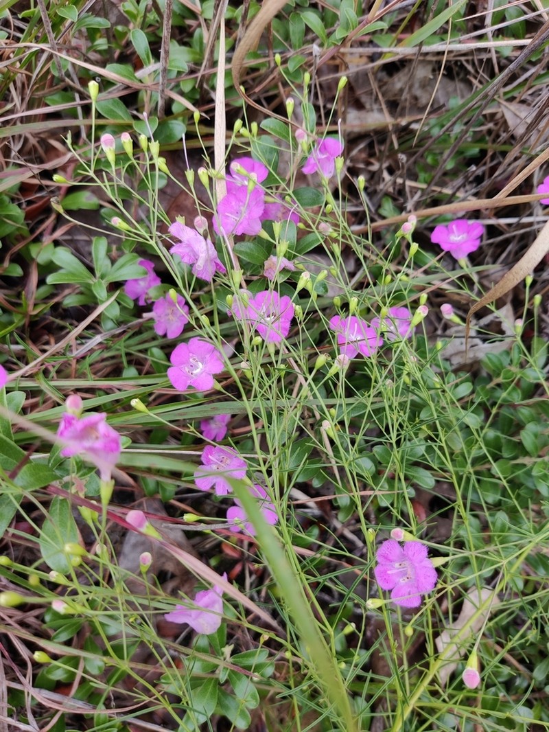 Threadleaf False Foxglove photo 7