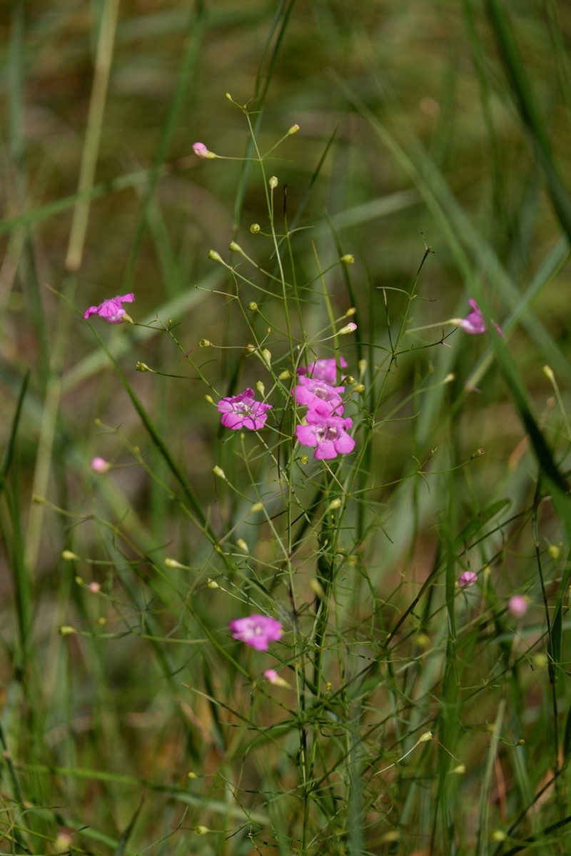 Threadleaf False Foxglove photo 8