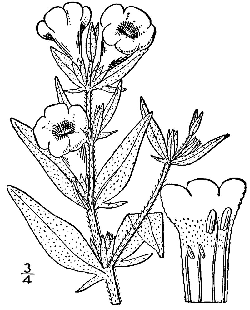 Skinner's False Foxglove