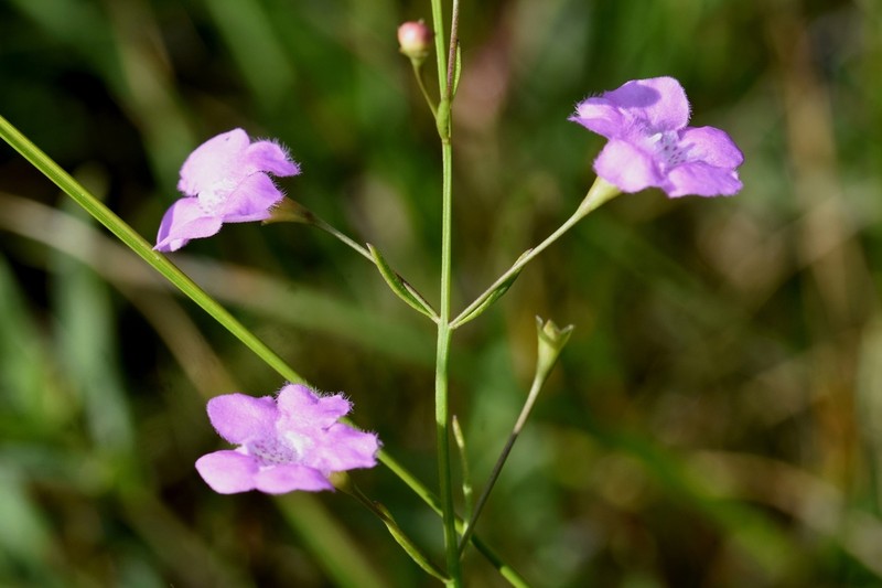 Skinner's False Foxglove photo 2