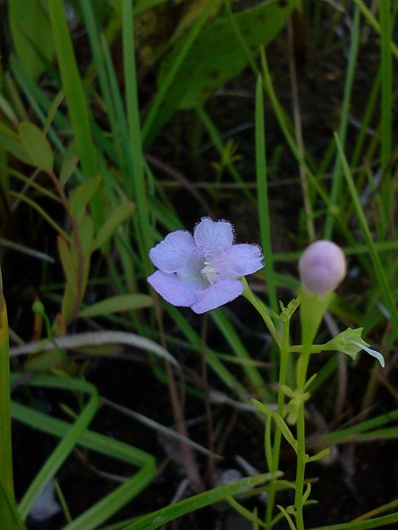 Skinner's False Foxglove photo 3