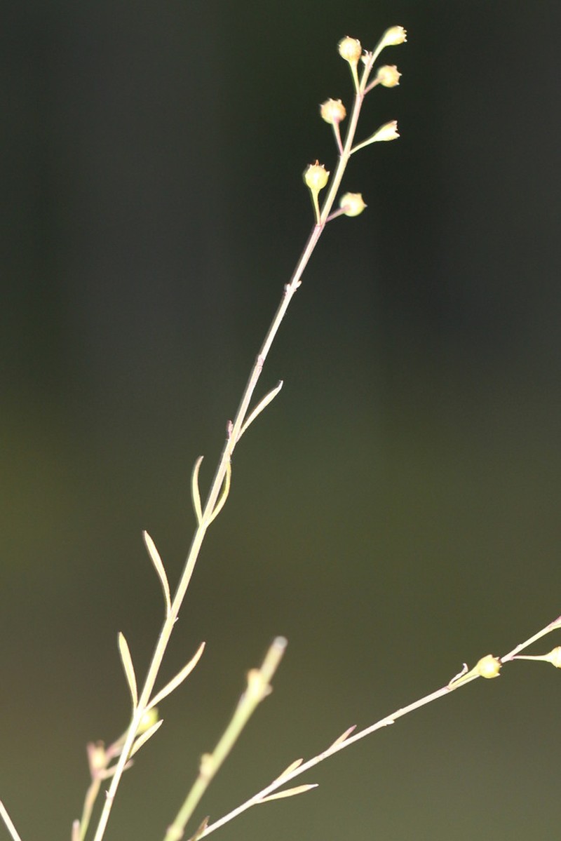Skinner's False Foxglove photo 4