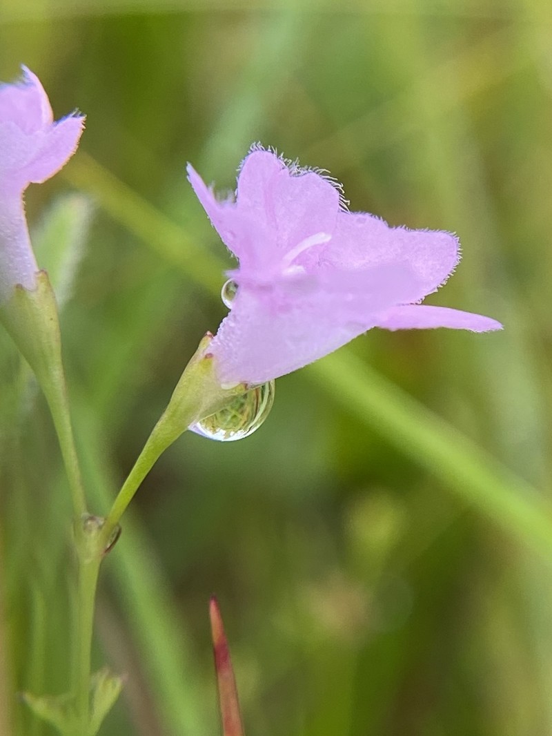 Skinner's False Foxglove photo 5