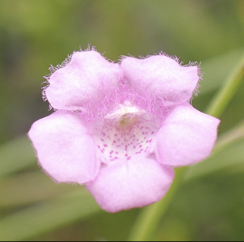 Skinner's False Foxglove photo 6