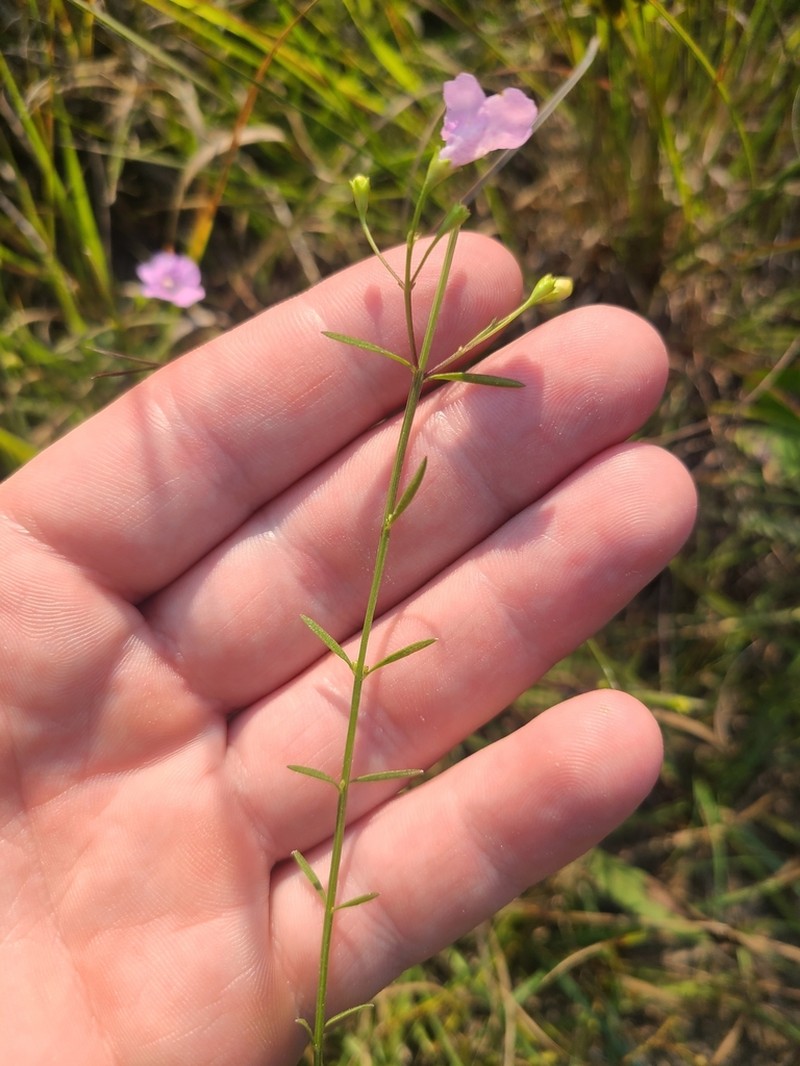 Skinner's False Foxglove photo 7