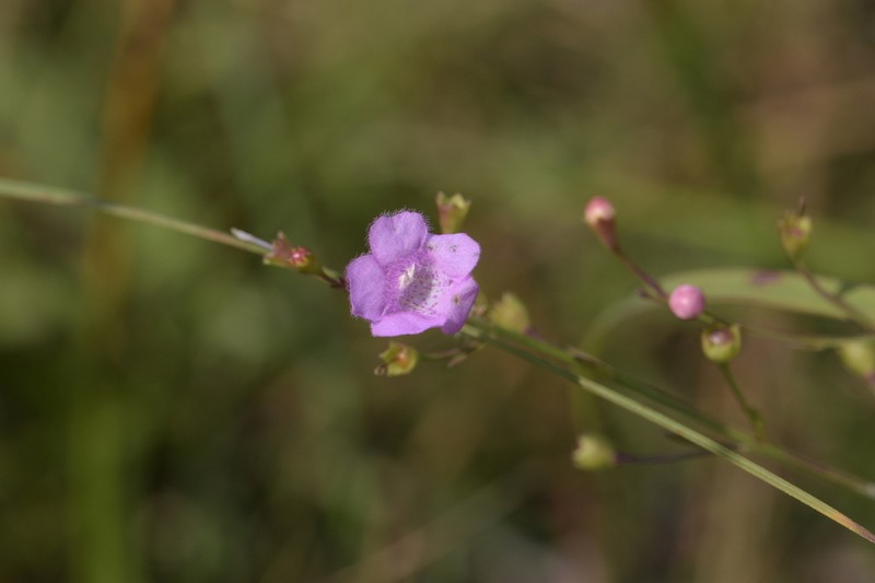 Skinner's False Foxglove photo 8