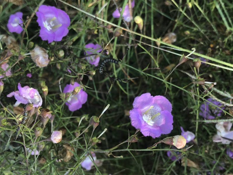 Stiffleaf False Foxglove