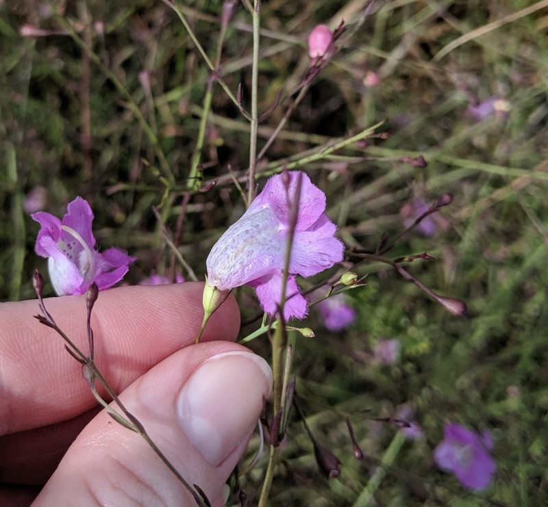 Stiffleaf False Foxglove