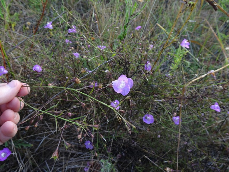 Stiffleaf False Foxglove photo 4