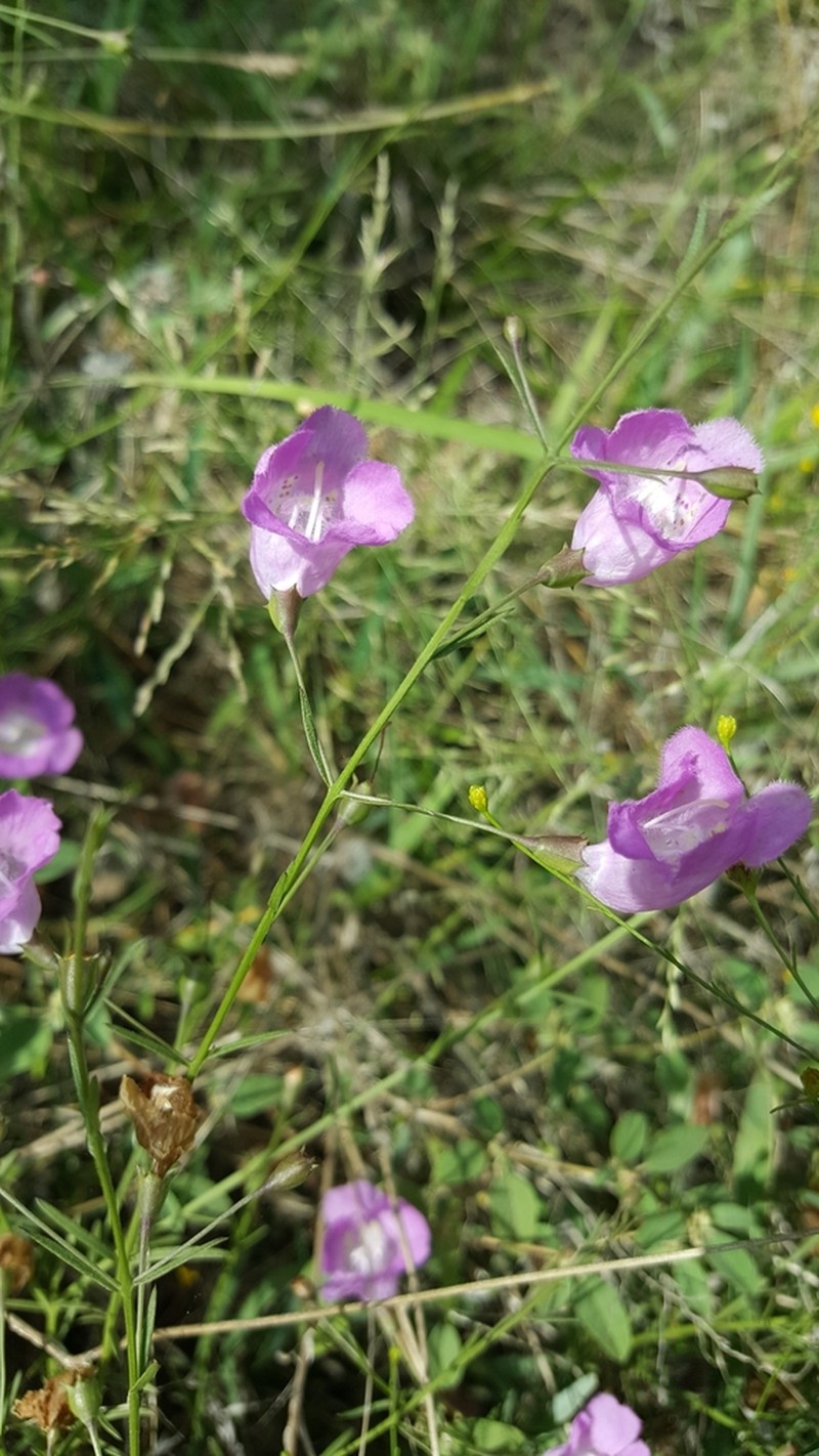 Stiffleaf False Foxglove photo 5