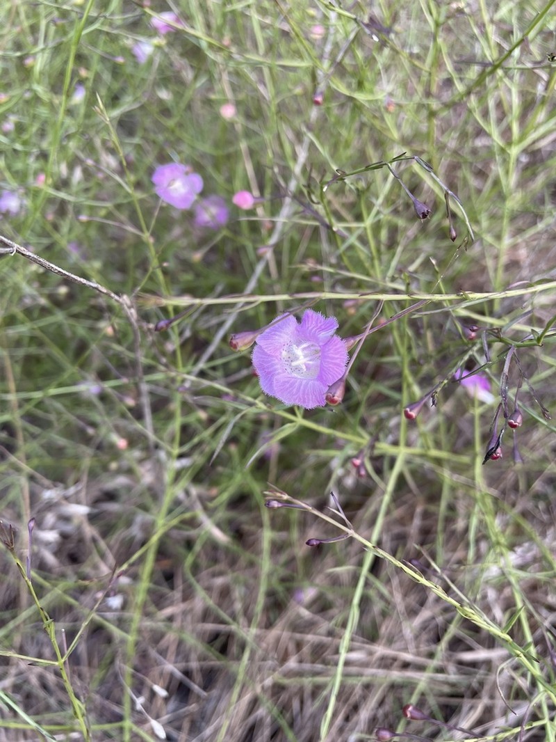 Stiffleaf False Foxglove photo 6