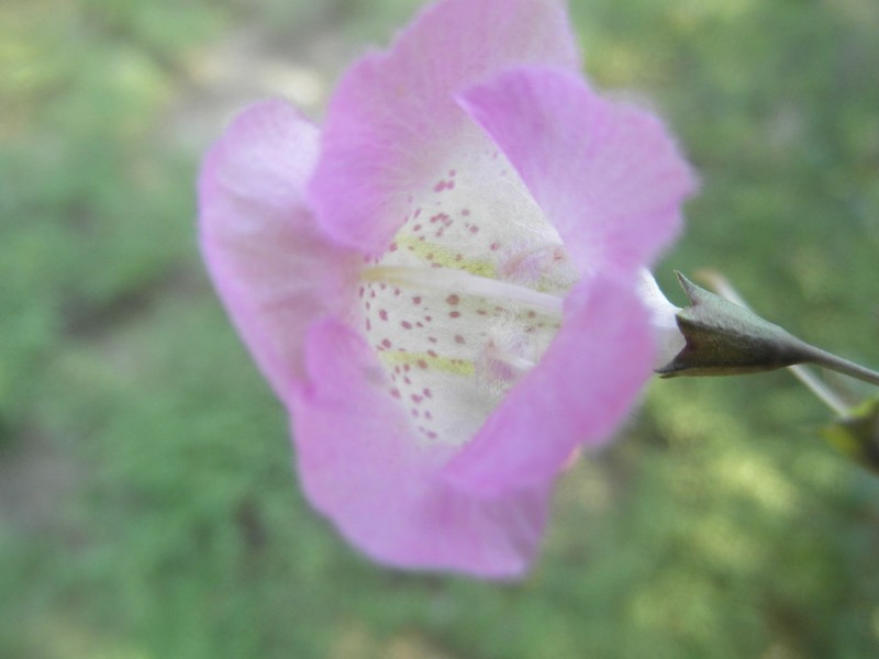 Stiffleaf False Foxglove photo 7