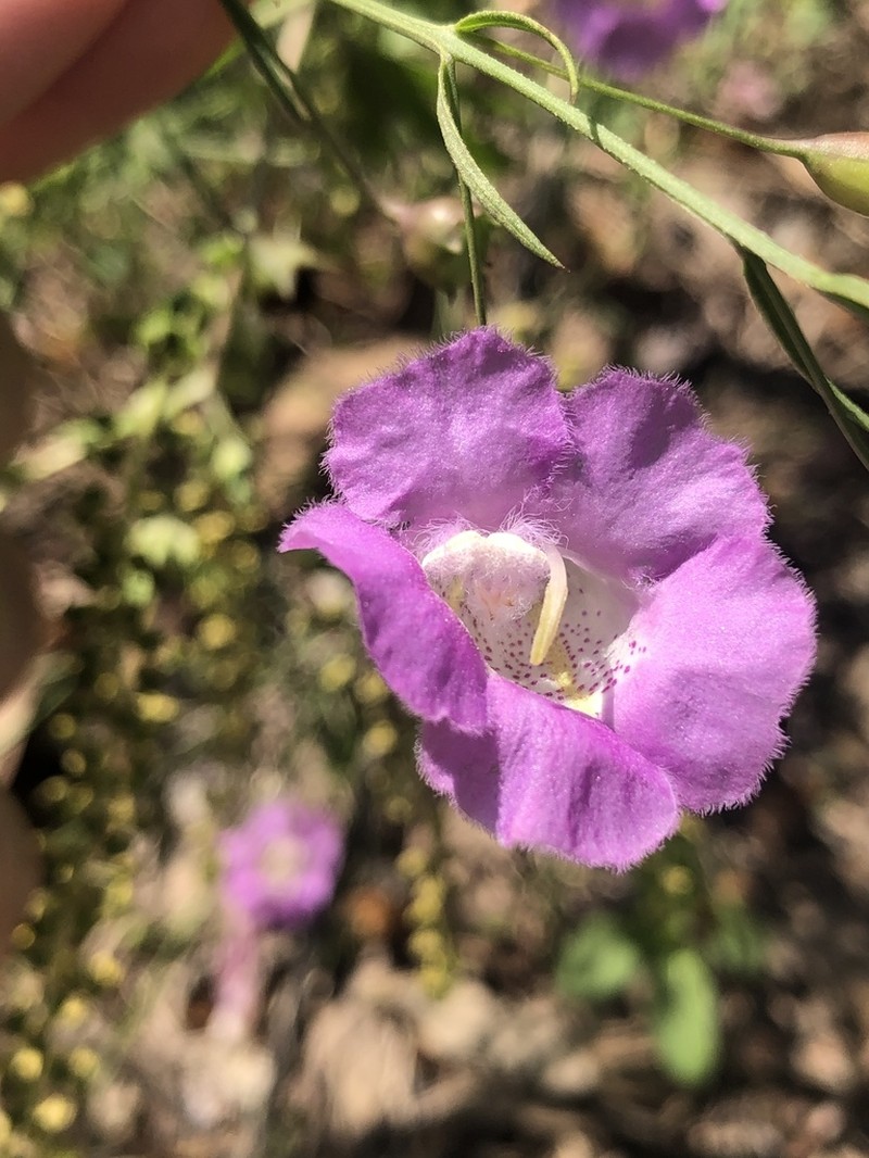 Stiffleaf False Foxglove photo 8