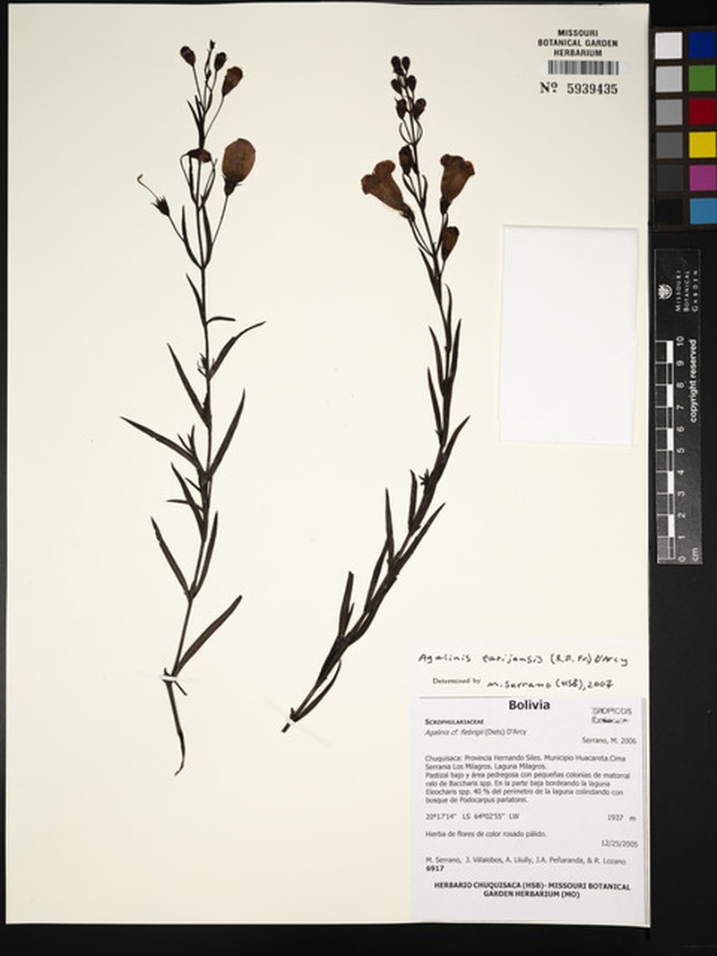 Agalinis tarijensis photo 4