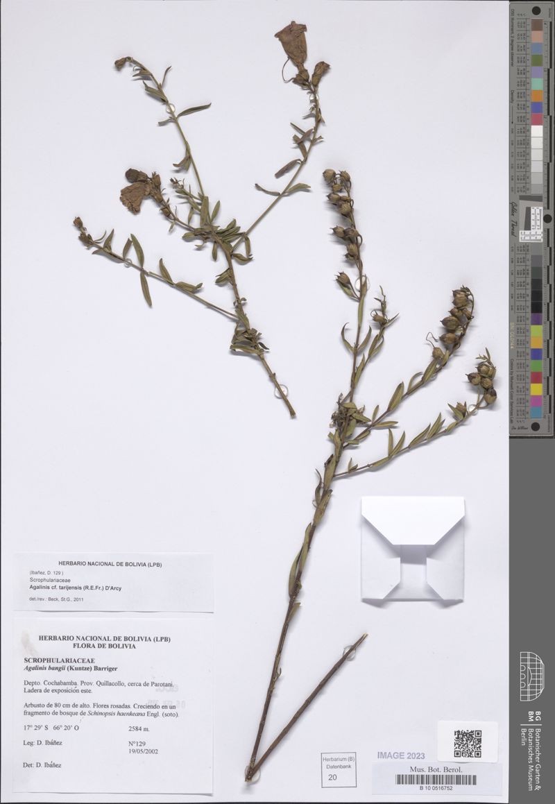 Agalinis tarijensis photo 5
