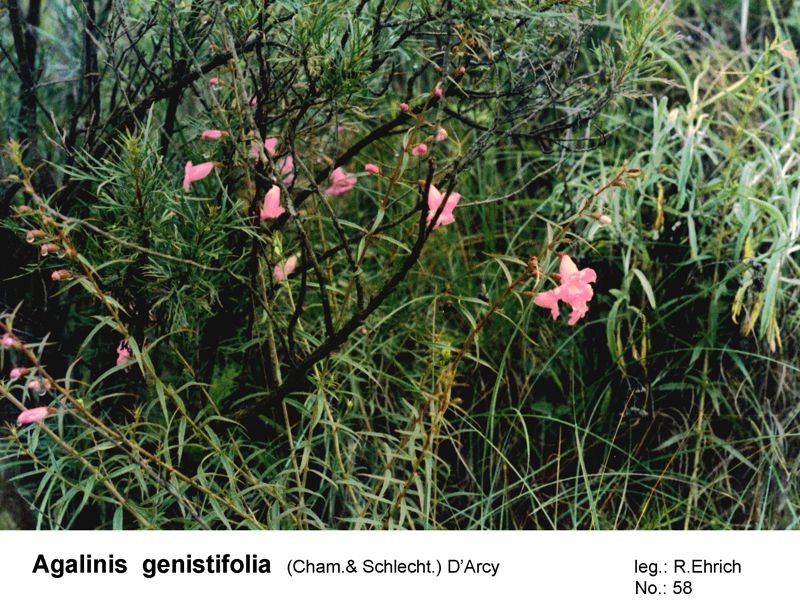Agalinis tarijensis photo 6