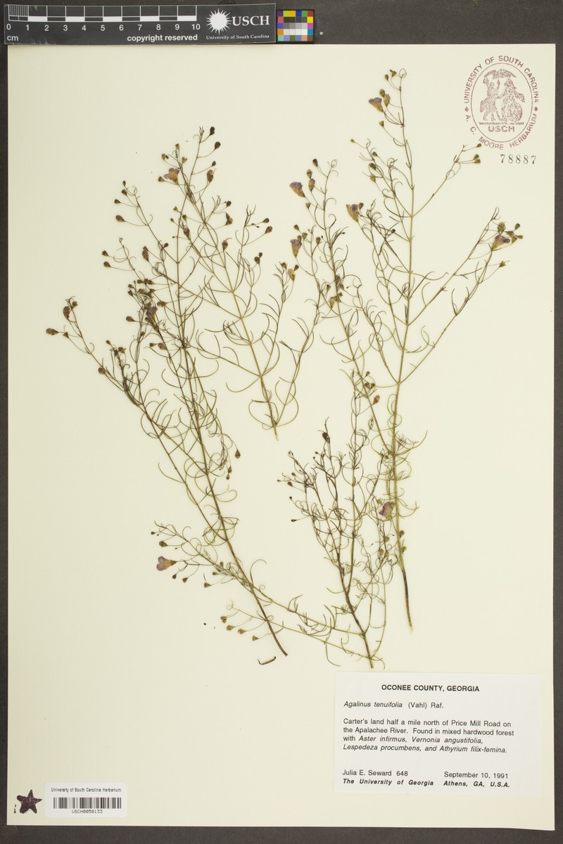 Agalinis tenella photo 4