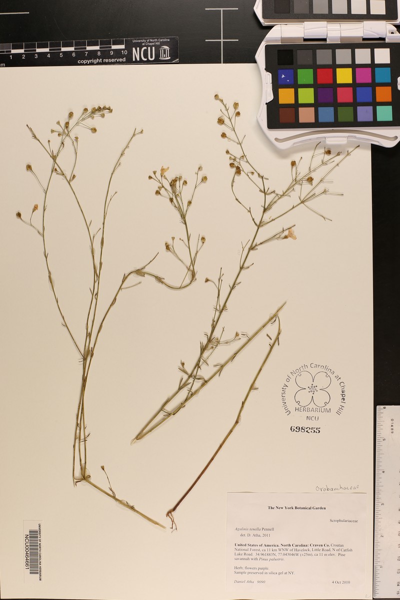 Agalinis tenella photo 8
