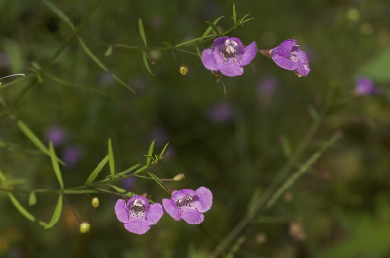 Slenderleaf False Foxglove photo 2