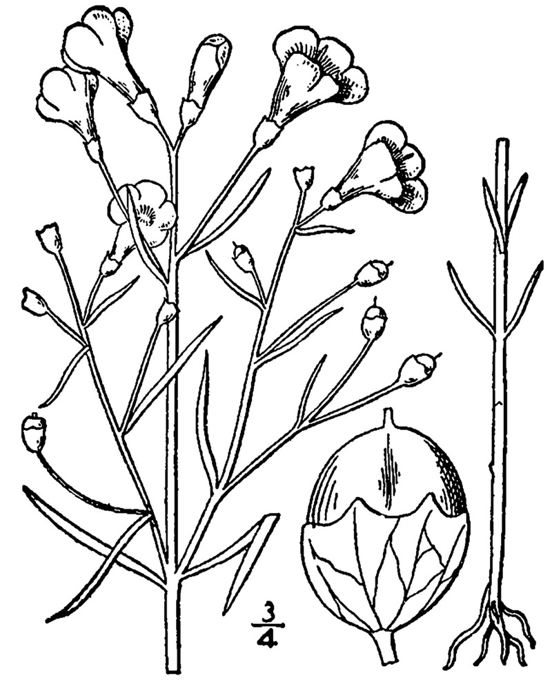 Slenderleaf False Foxglove photo 3