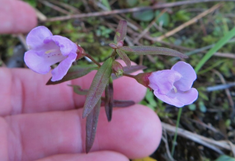 Slenderleaf False Foxglove photo 4