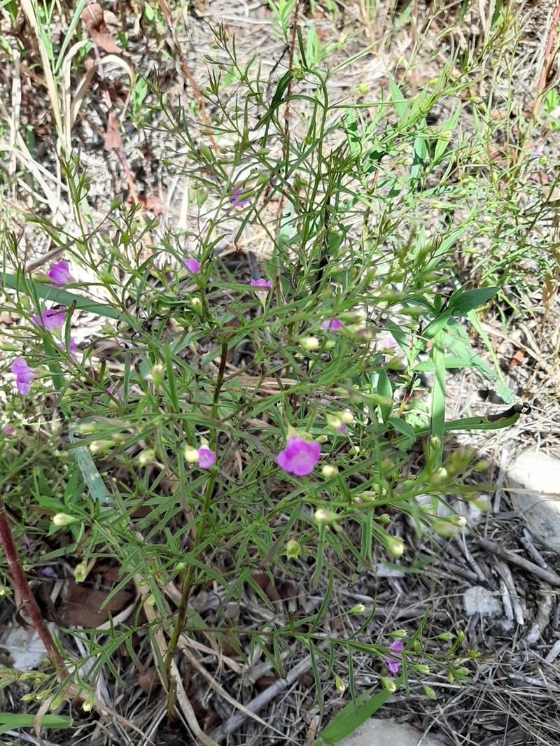 Slenderleaf False Foxglove photo 5