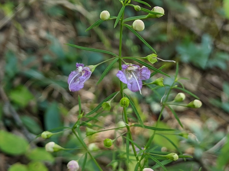 Slenderleaf False Foxglove photo 6
