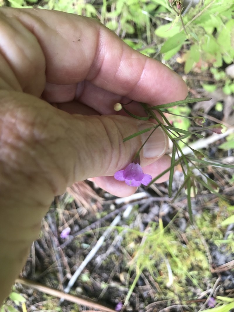 Slenderleaf False Foxglove photo 7