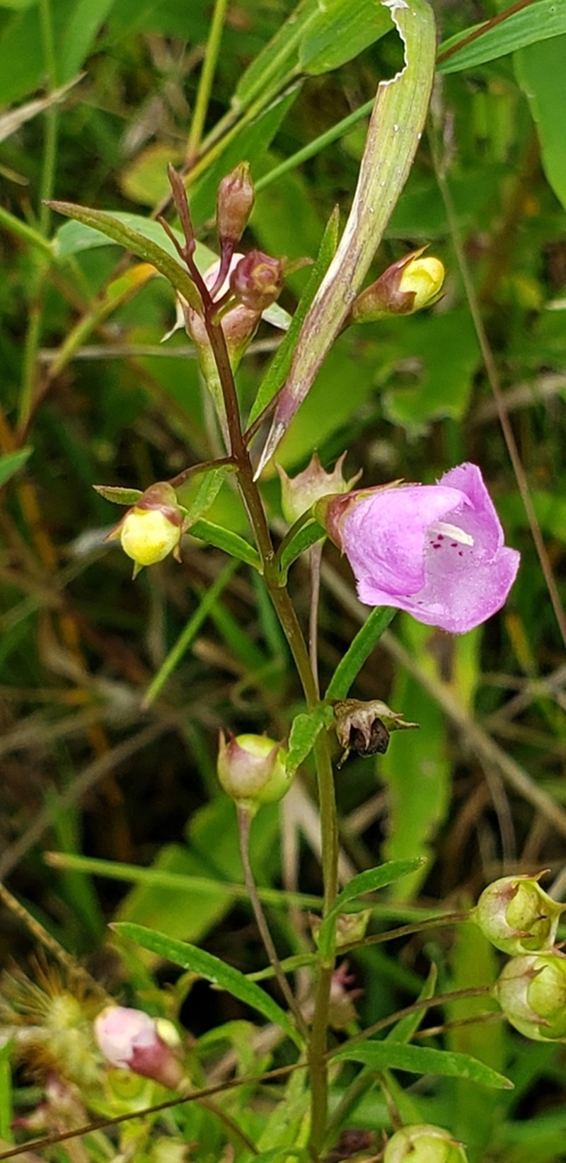Slenderleaf False Foxglove photo 8