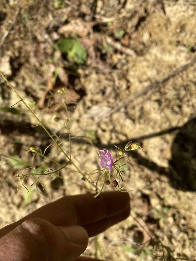 Slenderleaf False Foxglove photo 9
