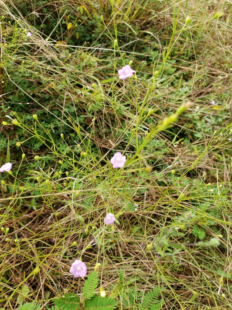 Green False Foxglove